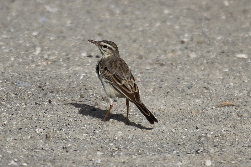 Tawny Pipit by Mick Dryden