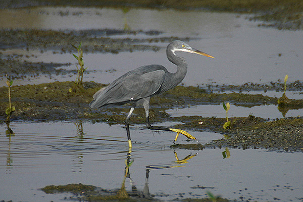 Western Reef Egret by Mick Dryden