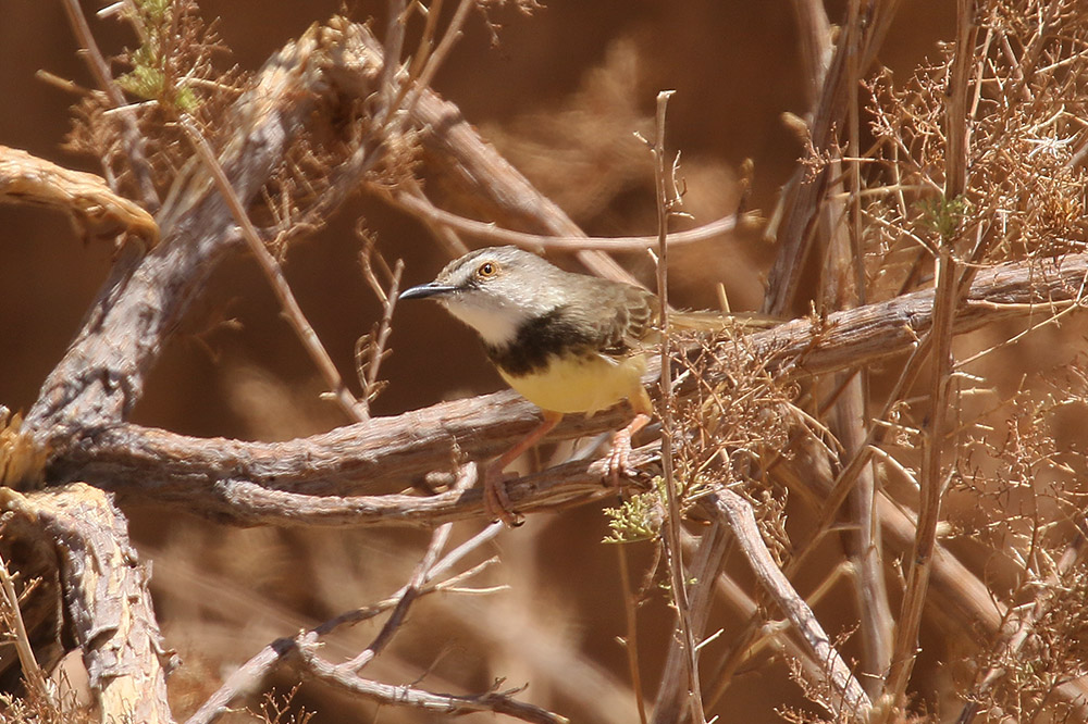Black chested Prinia by Mick Dryden
