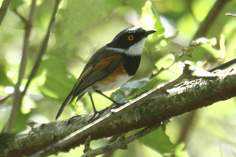 Cape Batis by Mick Dryden