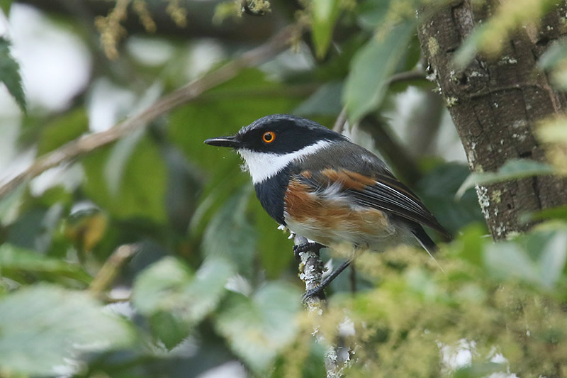 Cape Batis by Mick Dryden