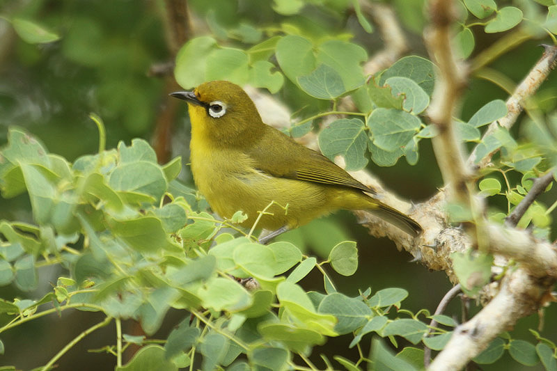 Cape White-eye by Mick Dryden