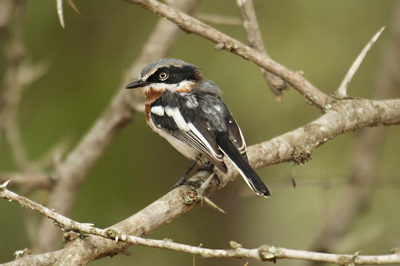 Chinspot Batis by Mick Dryden