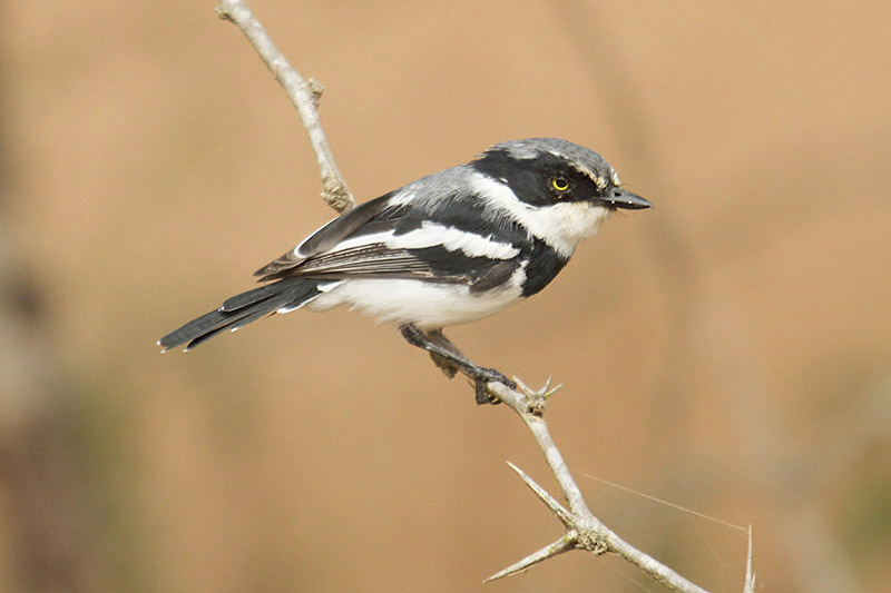 Chinspot Batis by Mick Dryden