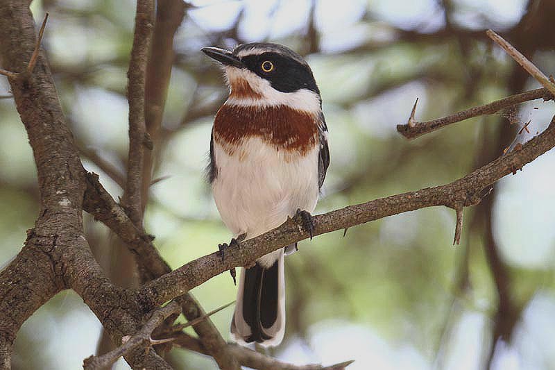 Chin-spot Batis by Mick Dryden