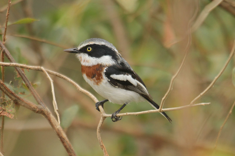 Chin-spot Batis by Mick Dryden