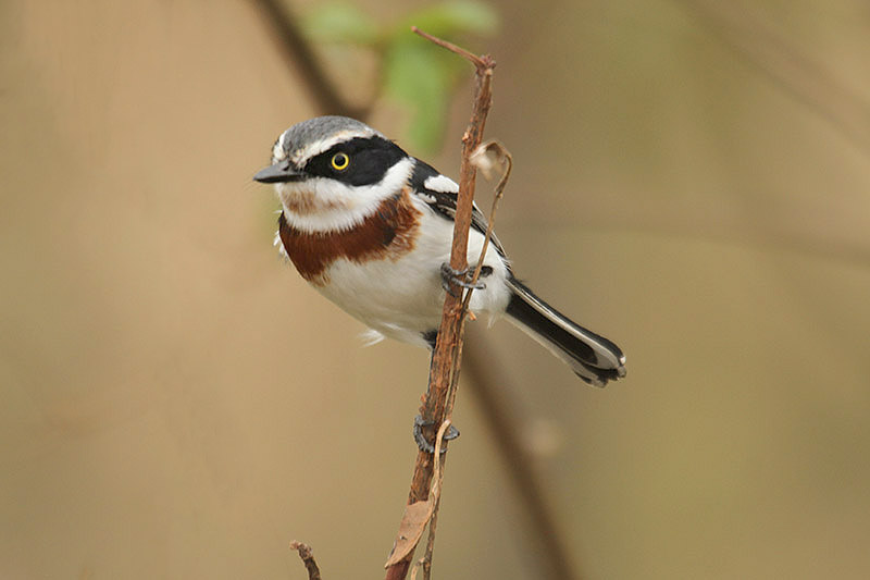 Chin-spot Batis by Mick Dryden