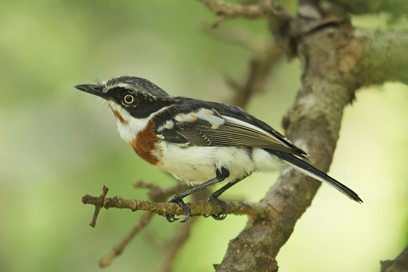 Chin-spot Batis by Mick Dryden