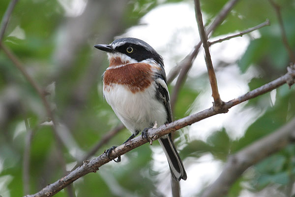 Chinspot Batis by Mick Dryden