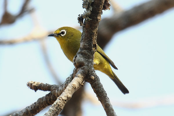 Cape White-eye by Mick Dryden