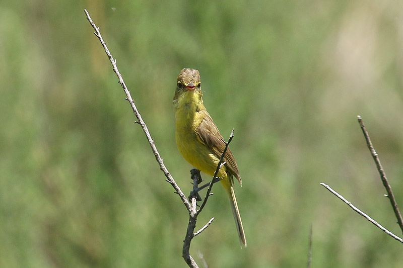 Dark capped Yellow Warbler by Mick Dryden