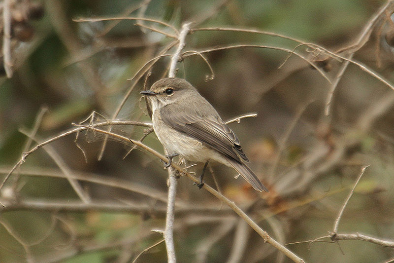 Dusky Flycatcher by Mick Dryden