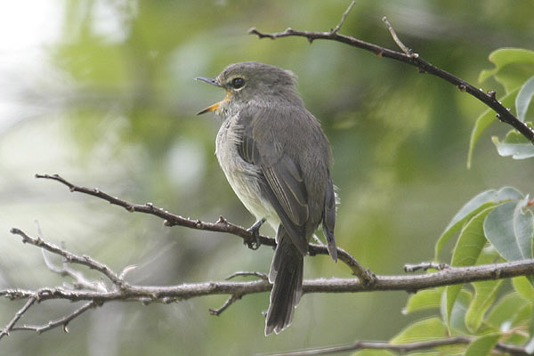 Dusky Flycatcher by Mick Dryden