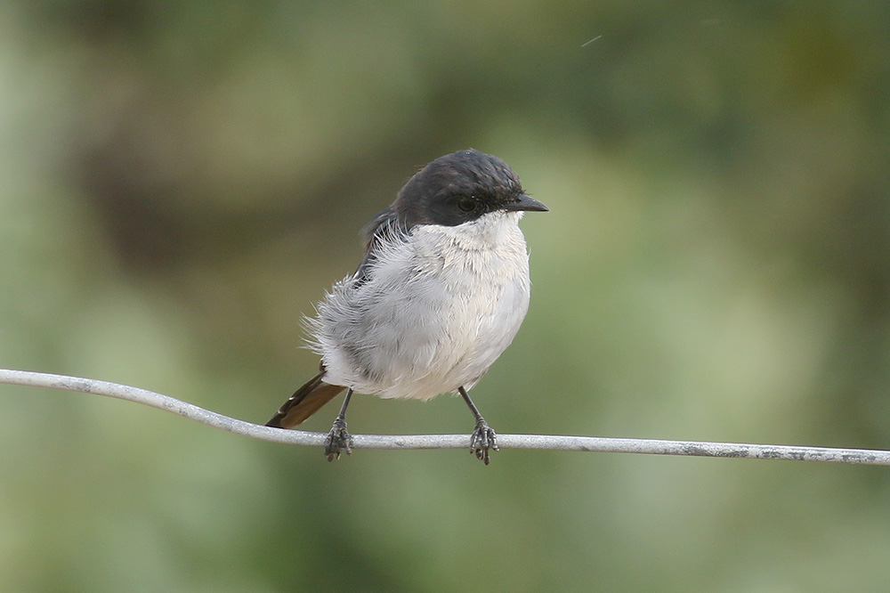 Fiscal Flycatcher by Mick Dryden