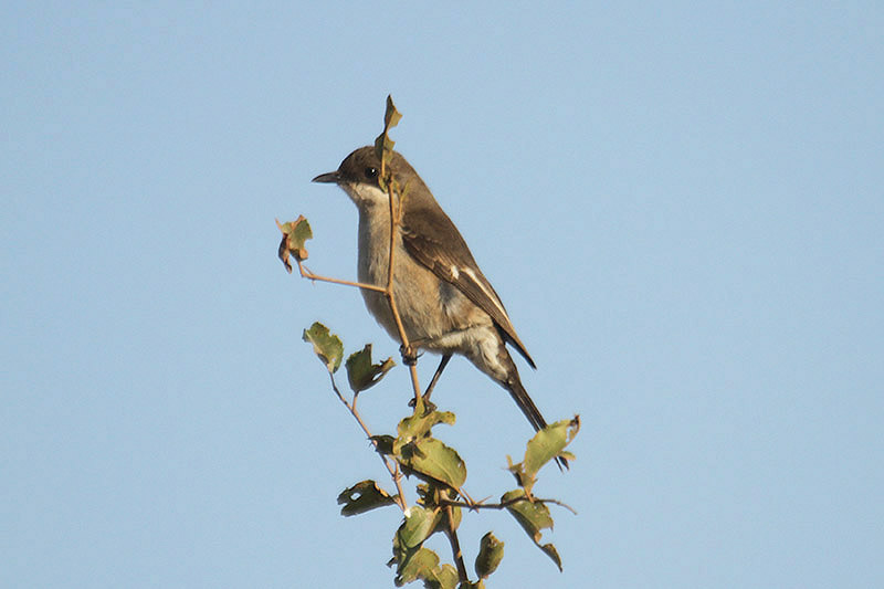 Fiscal Flycatcher by Mick Dryden