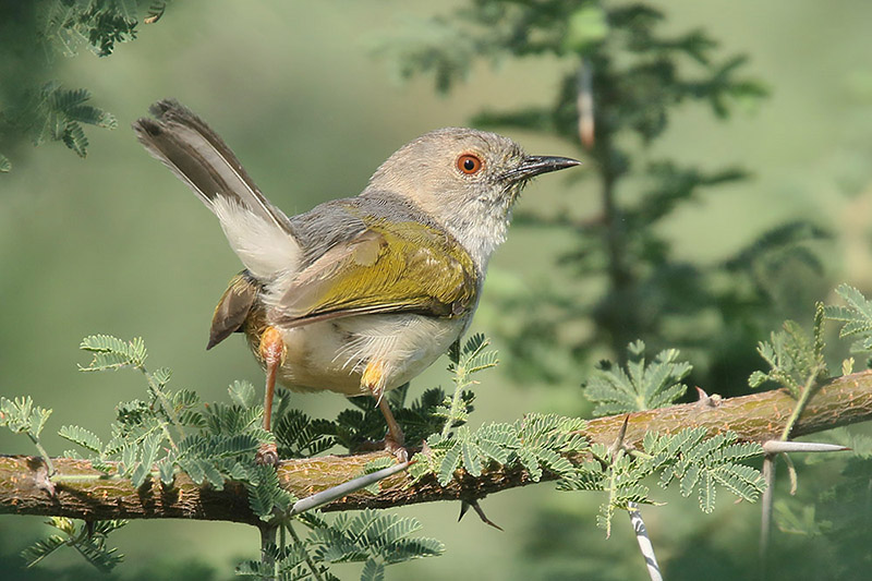 Grey backed Cameroptera by Mick Dryden