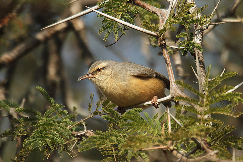 Long-billed Crombec by Mick Dryden