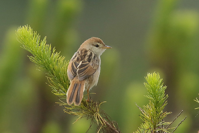 Levaillants Cisticola by Mick