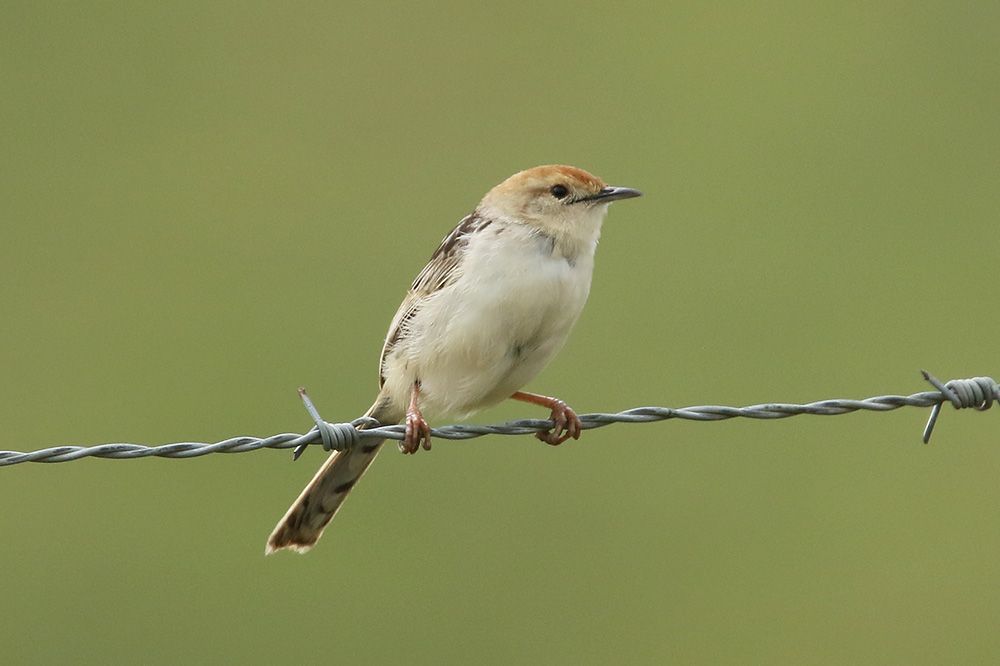 Levaillants Cisticola by Mick Dryden