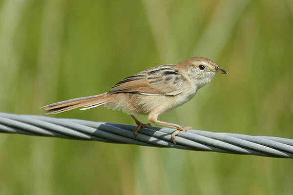 Levaillant's Cisticola by Mick Dryden