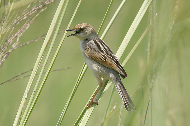 Luapula Cisticola by Mick Dryden