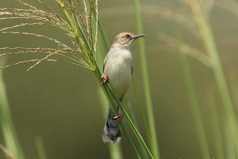 Luapula Cisticola by Mick Dryden