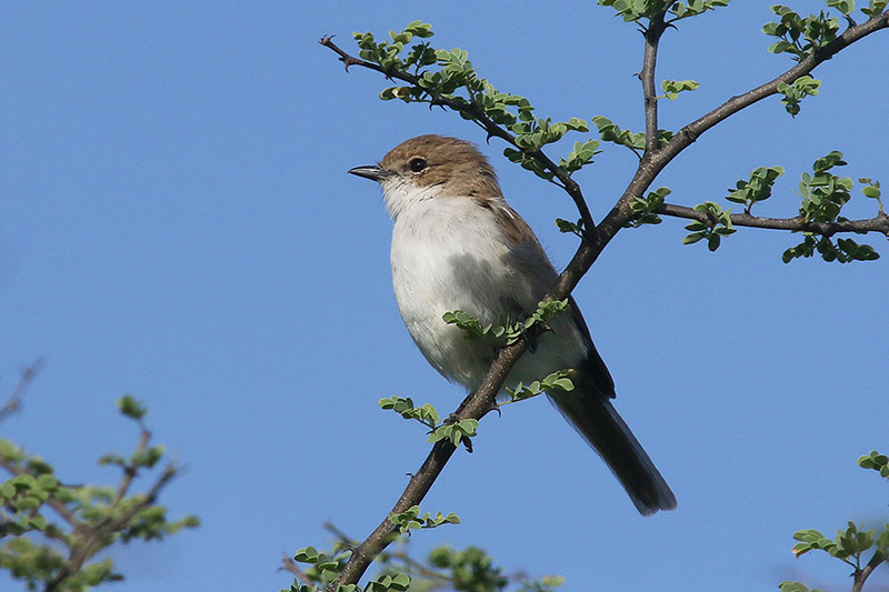 Marico Flycatcher by Mick Dryden