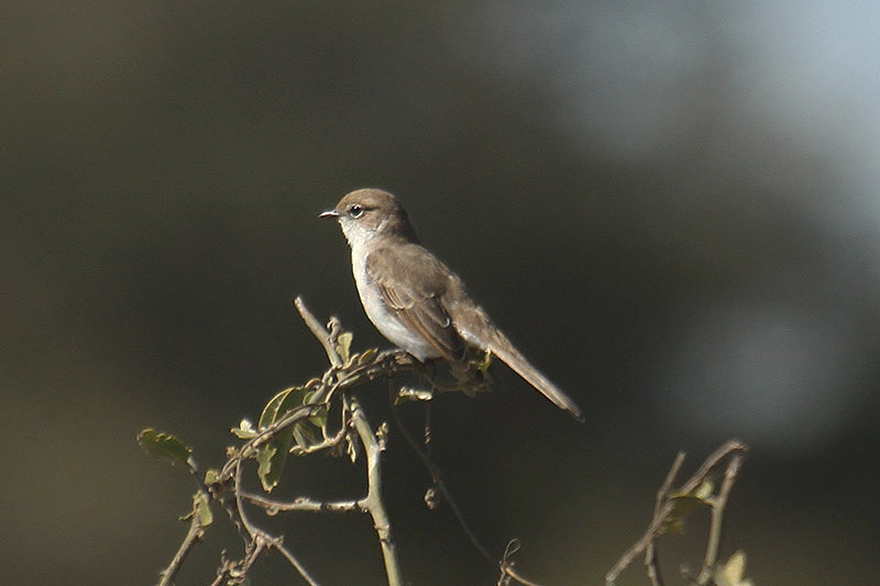 Marico Flycatcher by Mick Dryden