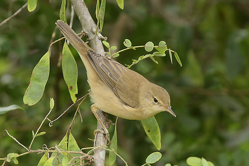 Marsh Warbler by Mick Dryden