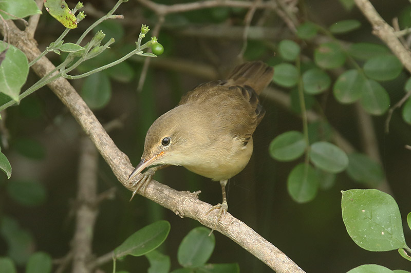 Marsh Warbler by Mick Dryden
