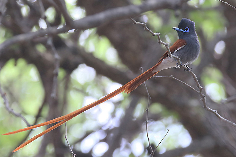 Paradise Flycatcher by Mick Dryden