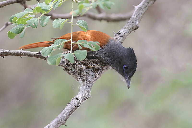 Paradise Flycatcher by Mick Dryden