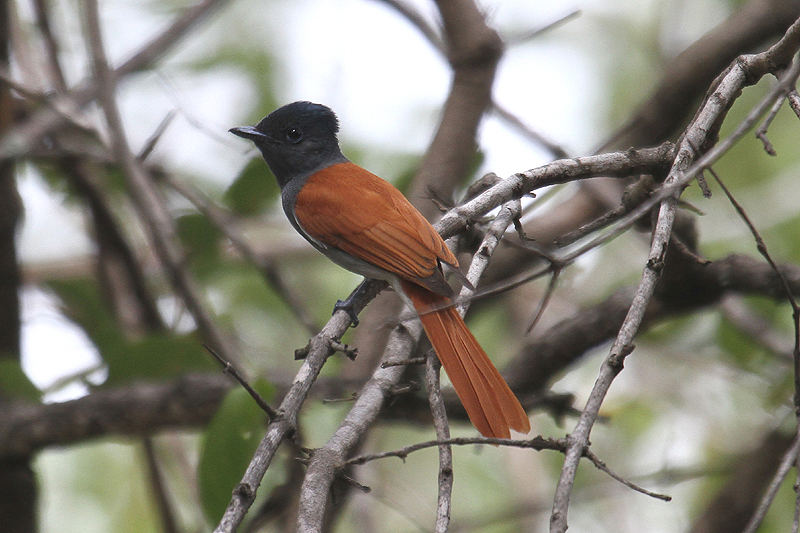 Paradise Flycatcher by Mick Dryden