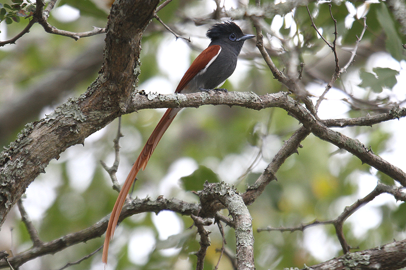 Paradise Flycatcher by Mick Dryden