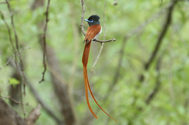 Paradise Flycatcher by Mick Dryden