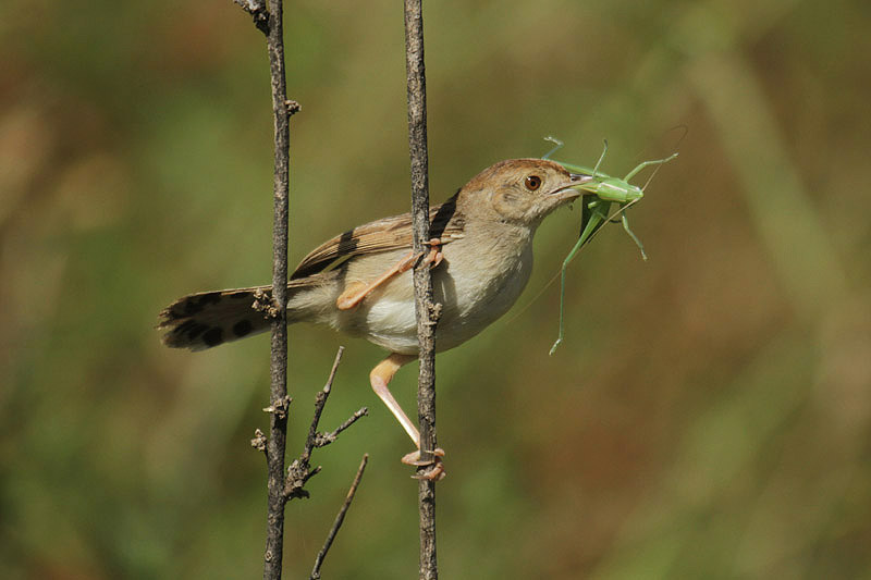 Rattling Cisticola by Mick Dryden