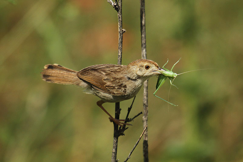 Rattling Cisticola by Mick Dryden