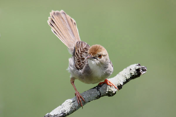 Rattling Cisticola by Mick Dryden