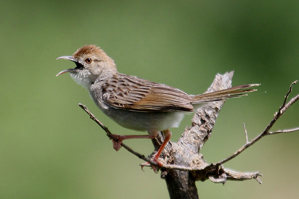 Rattling Cisticola by Mick Dryden