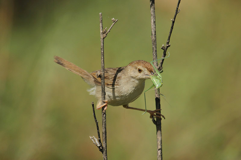 Rattling Cisticola by Mick Dryden