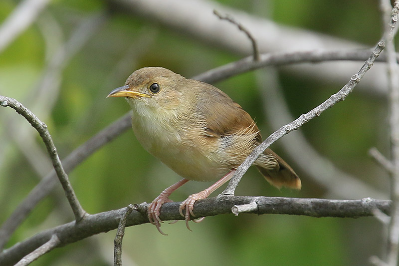 Red faced Cisticola by Mick Dryden