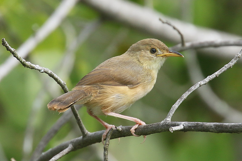 Red faced Cisticola by Mick Dryden