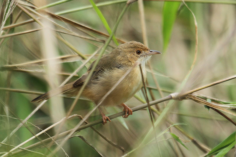 Red-faced Cisticola by Mick Dryden