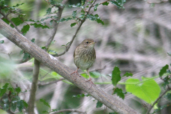 River Warbler by Mick Dryden