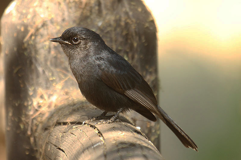 Southern Black Flycatcher by Mick Dryden