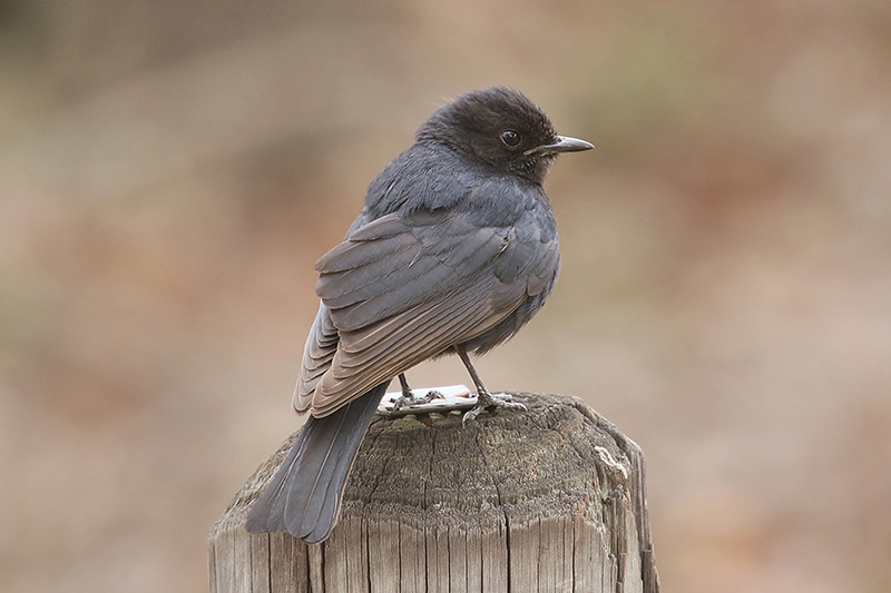 Southern Black Flycatcher by Mick Dryden