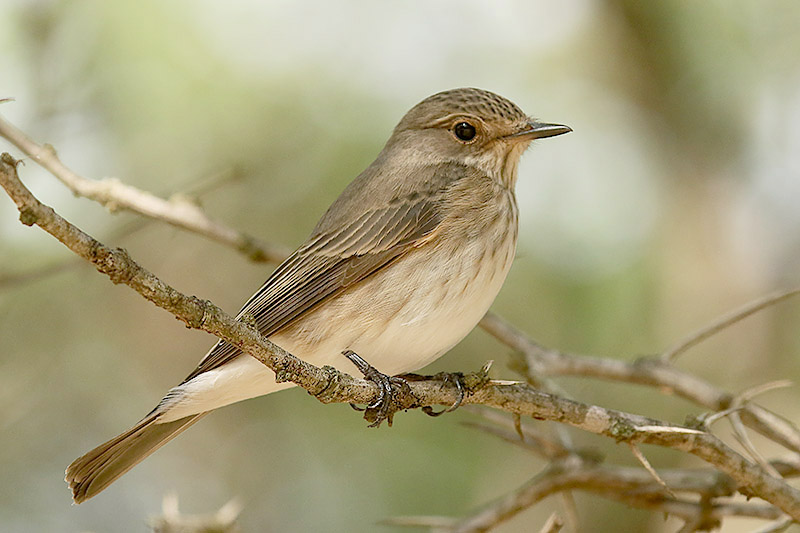 Spotted Flycatcher by Mick Dryden