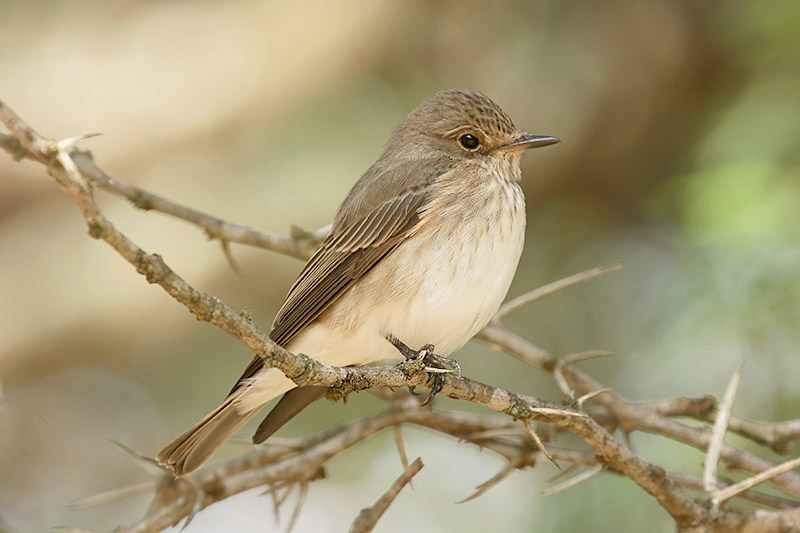 Spotted Flycatcher by Mick Dryden