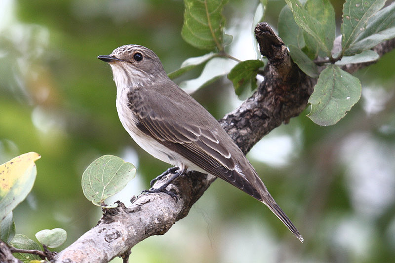 Spotted Flycatcher by Mick Dryden