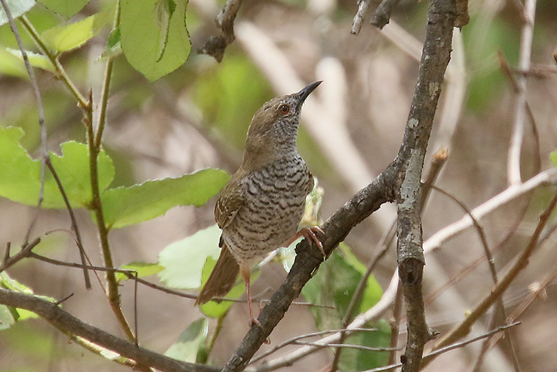 Stierlings Barred Wren Warbler by Mick Dryden